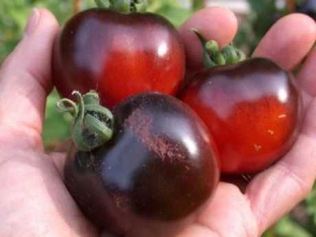 Польза черных помидоров для организма