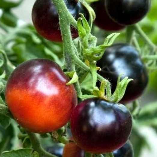 Лучшие сорта черных помидоров для садоводов