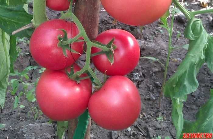 Сорта розовых помидоров для выращивания в теплице
