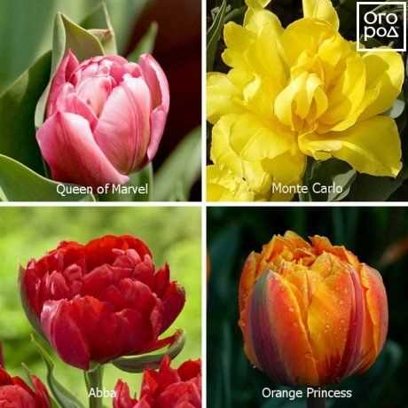 Изысканные сорта тюльпанов