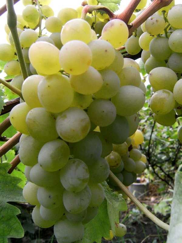 Ароматический букет винограда Талисман