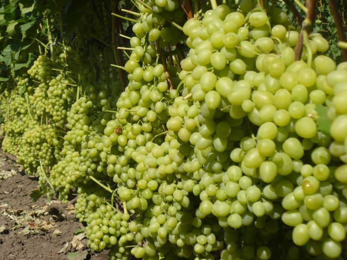 Сорта винограда Талисман – потенциал, недооценка, перспективы