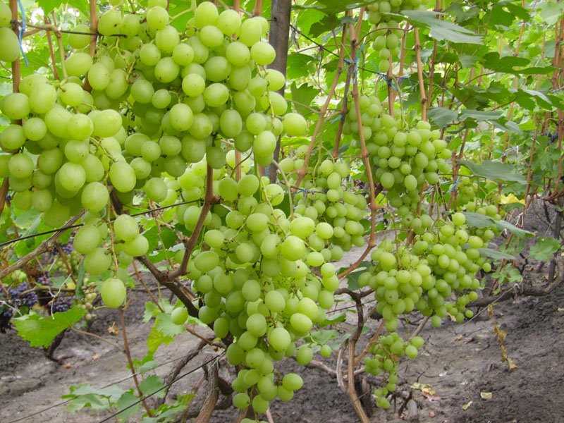 Сорта винограда Талисман – почему он не так плох, как о нём говорят?