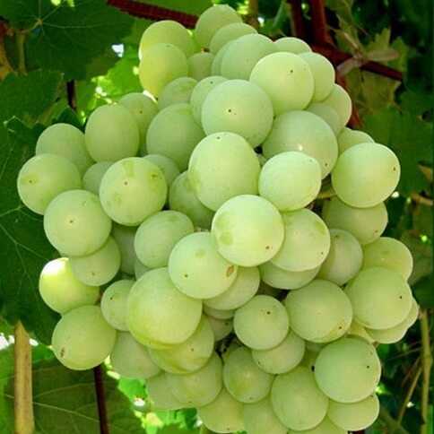 Талисман – уникальный сорт винограда
