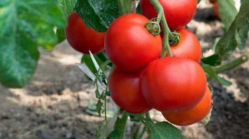 Советы по выращиванию томатов в теплице осенью – в вопросах и ответах от профессионала