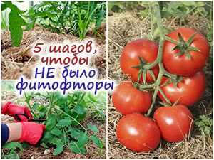 Основы выращивания томатов в теплице
