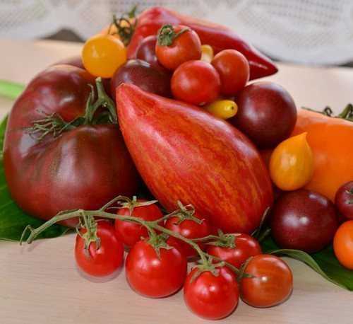 Полив и удобрение томатов в теплице