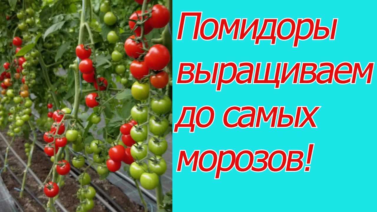 Как защитить томаты от вредителей?