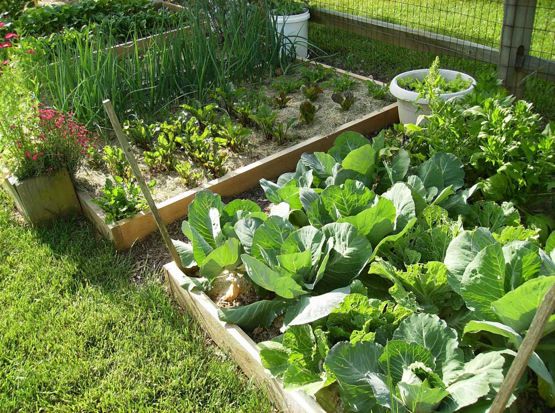 Красота в саду: овощи, которые подчеркивают друг друга