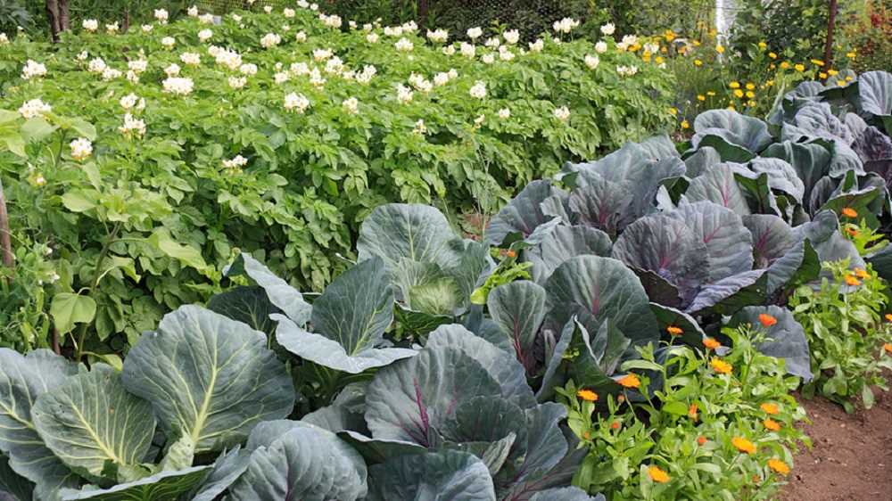Совместные посадки овощей – какие культуры великолепно растут в симбиозе?
