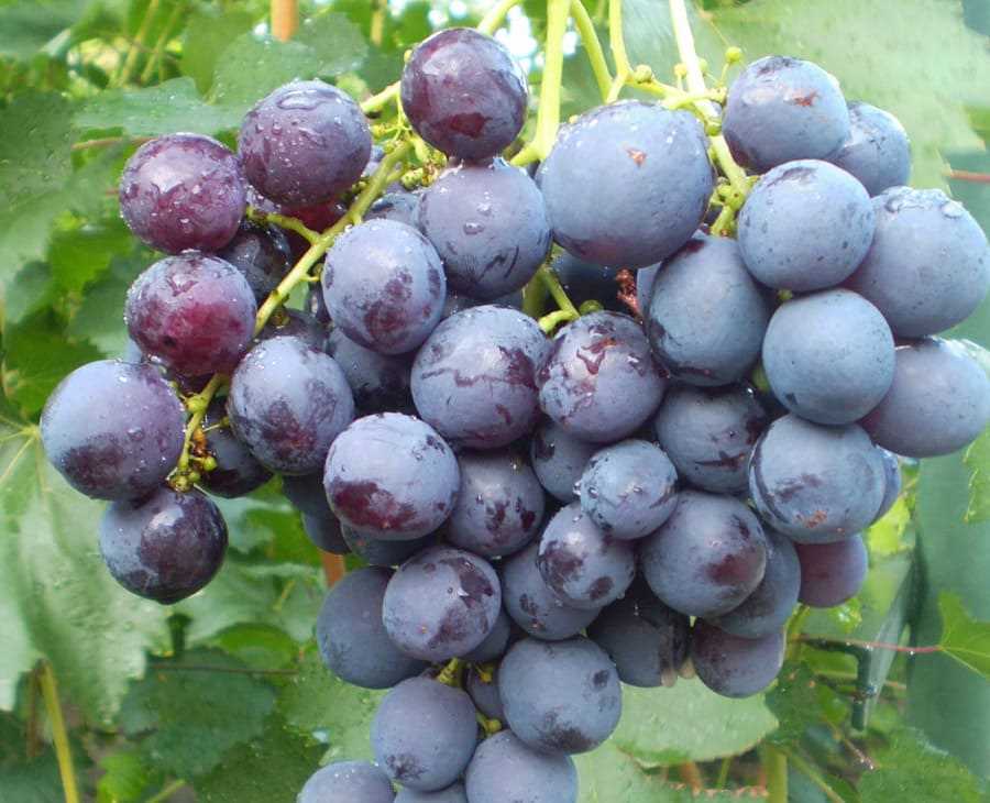 Размножение и пересадка винограда
