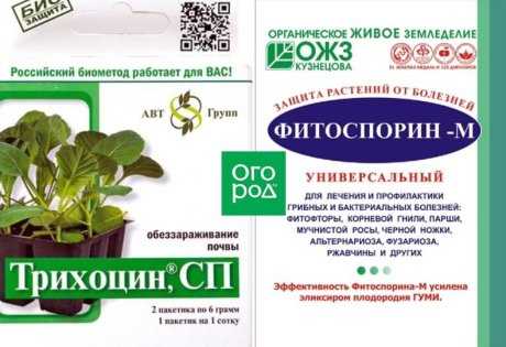 Спасаем урожай: 3 проверенных способа, как уберечь сеянцы от черной ножки