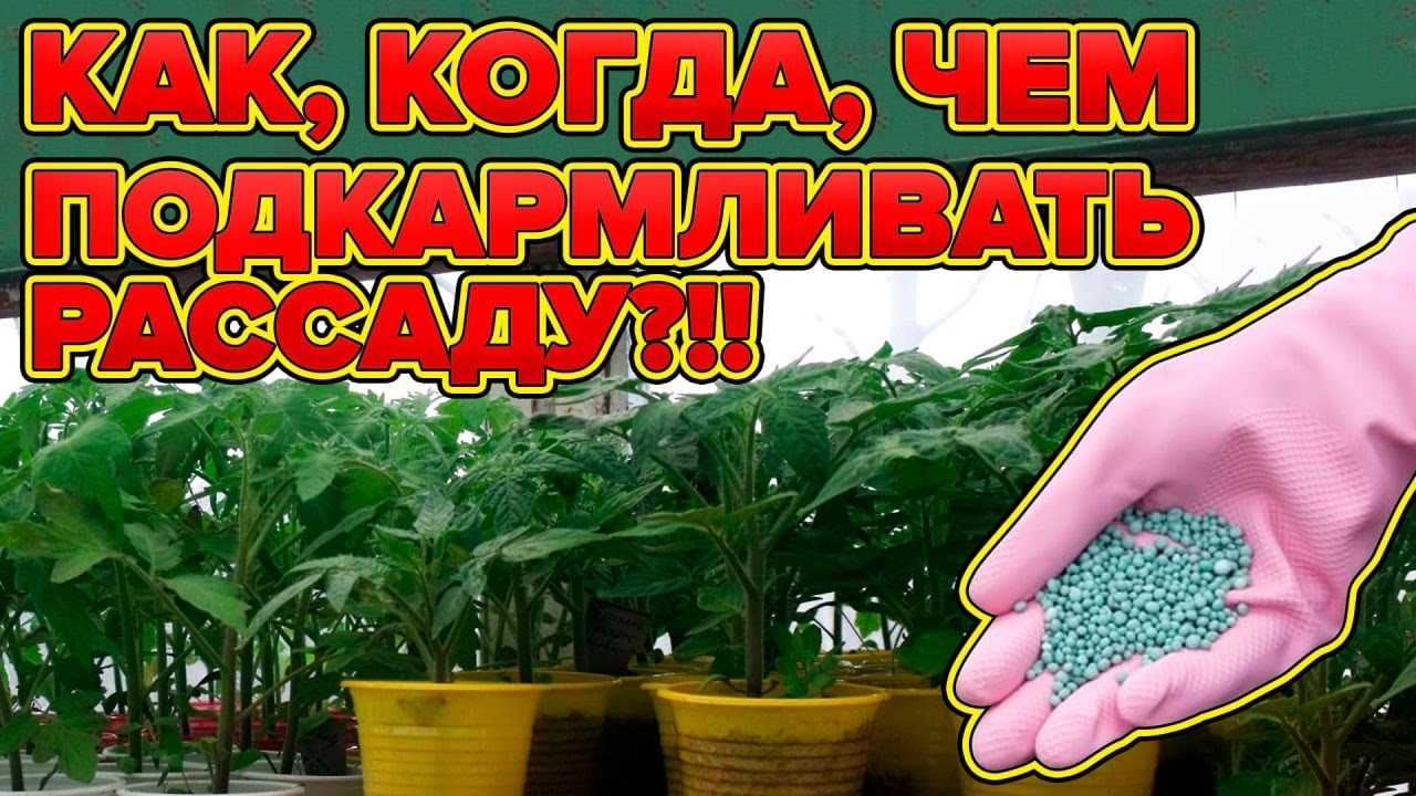 Внимательный уход и наблюдение за сеянцами