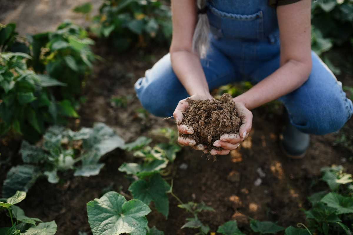 Почва - основа для восстановления плодородия