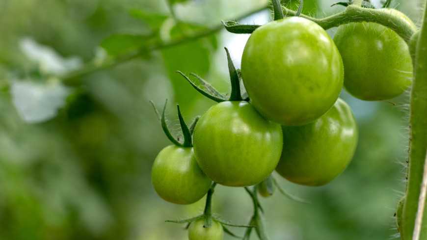 Способы дозаривания зеленых томатов – что может пойти не так?