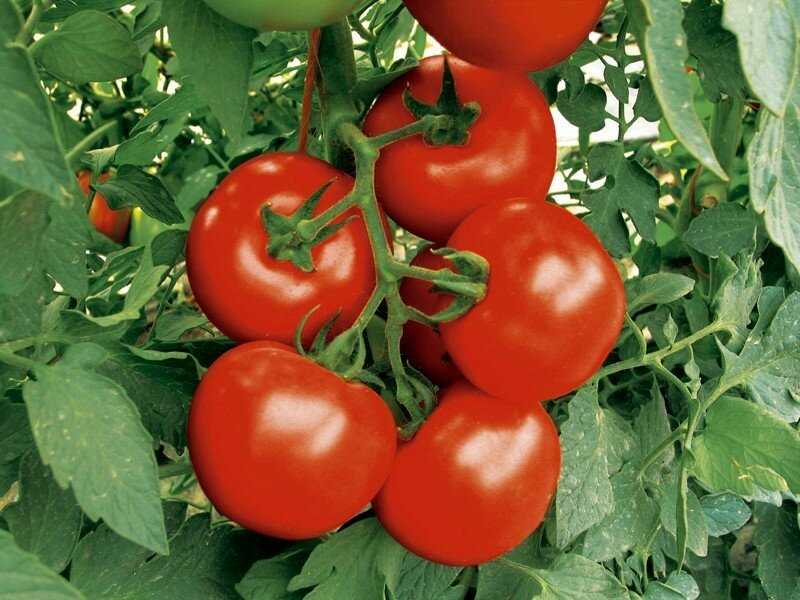 Среднерослые томаты в условиях теплицы – возможные ошибки и их решения