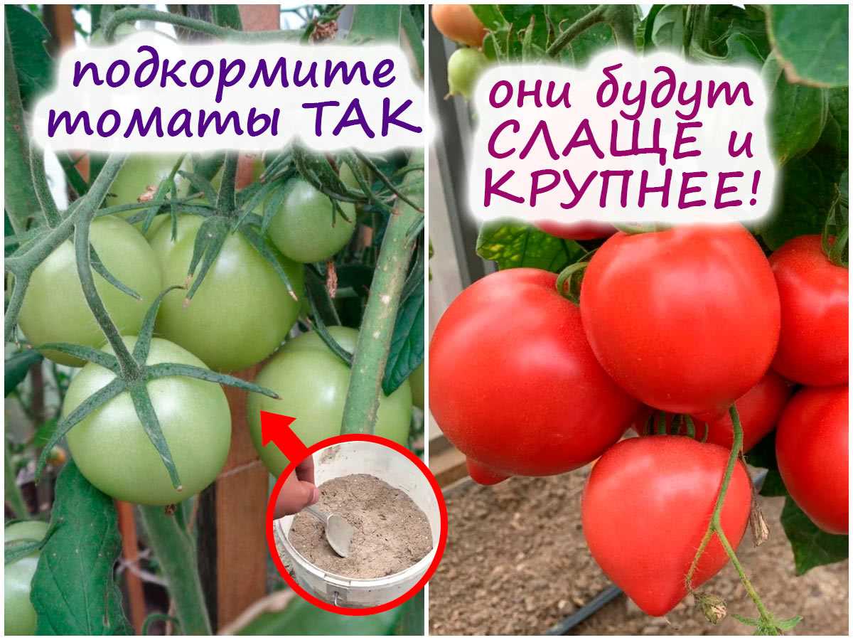 Как правильно нанести удобрение на третью плодовую кисть у томатов
