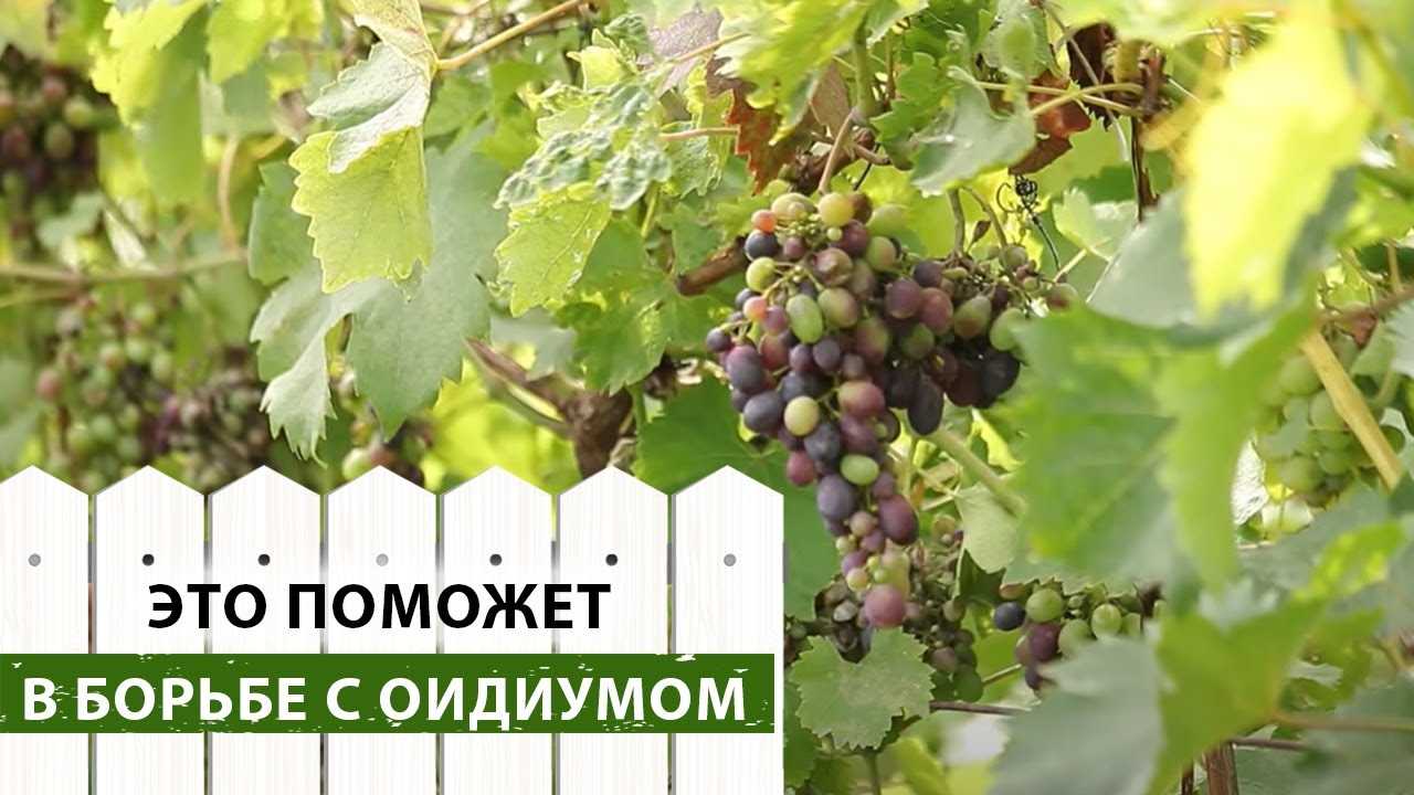 Защита урожая винограда от оидиума