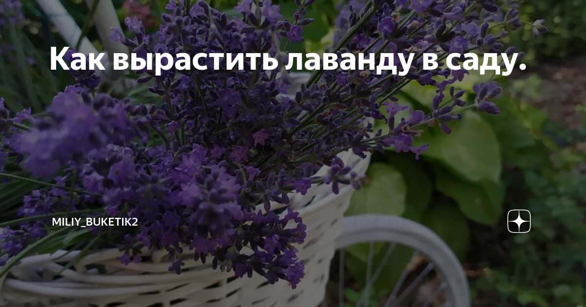 Лучшее время для высадки лаванды на снег