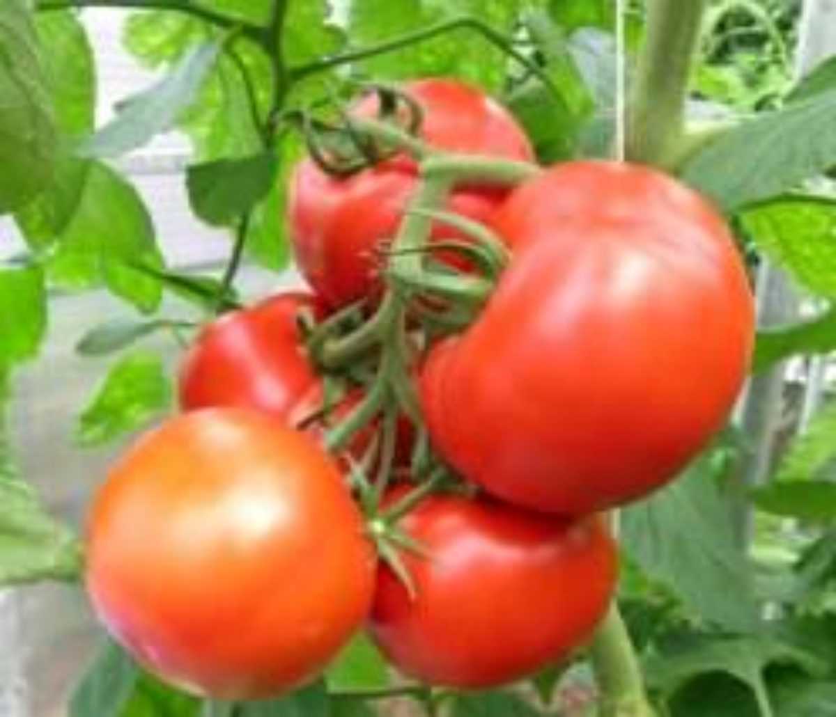 Индетерминантные гибриды суперранних томатов: