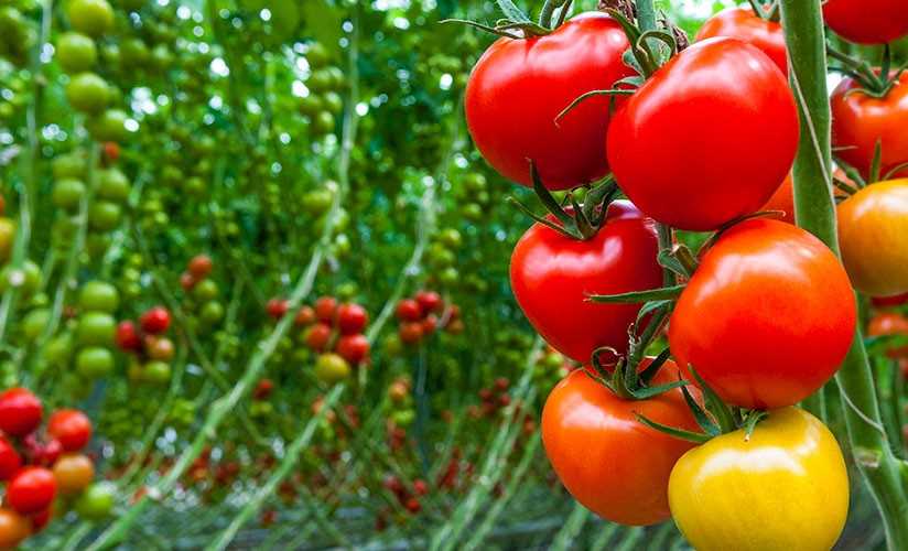 Рекомендации по покупке суперранних томатов: