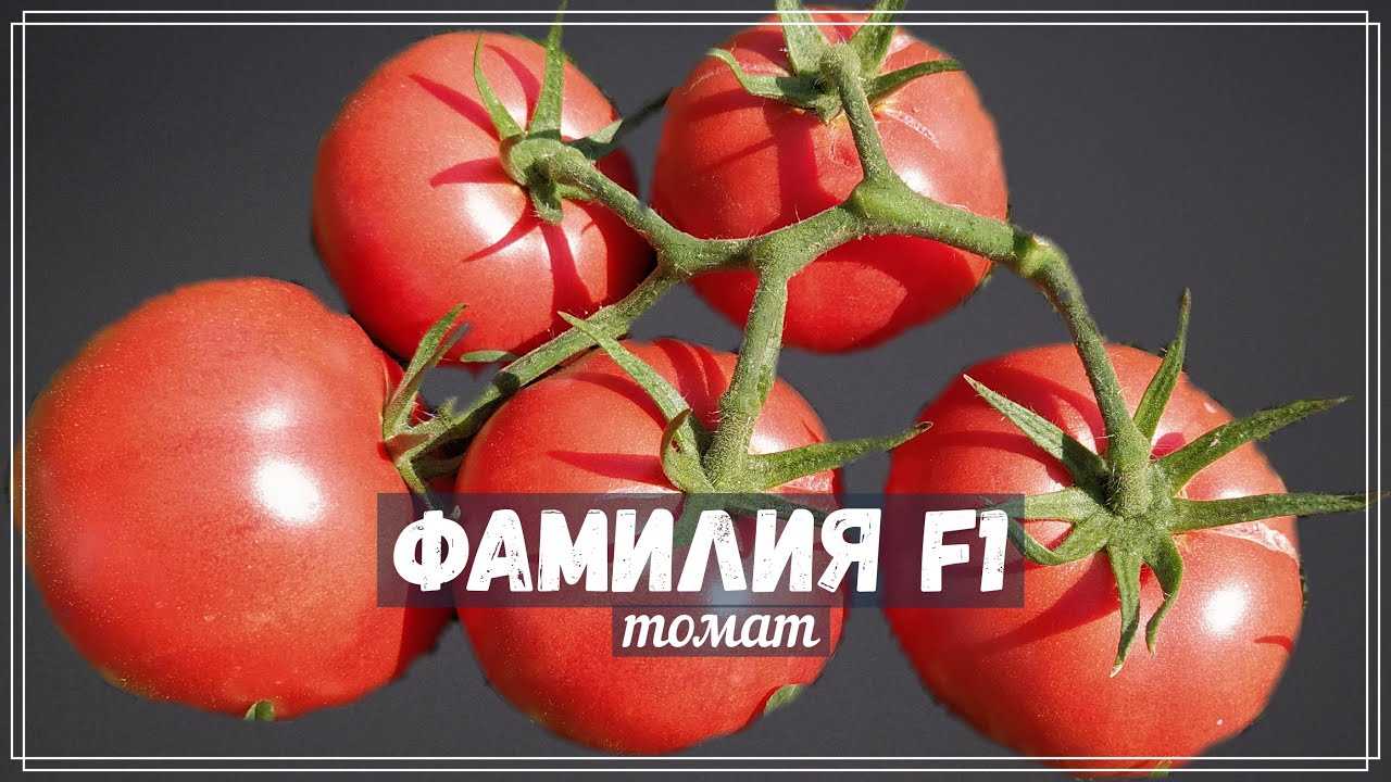 Сверхурожайный томат Фамилия F1