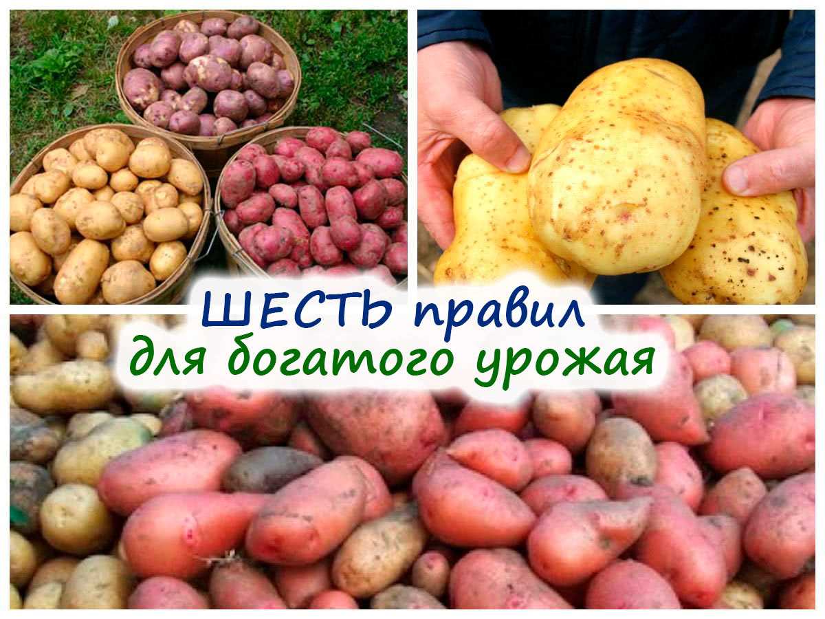Зачем выращивать суперэлитный картофель из семян?