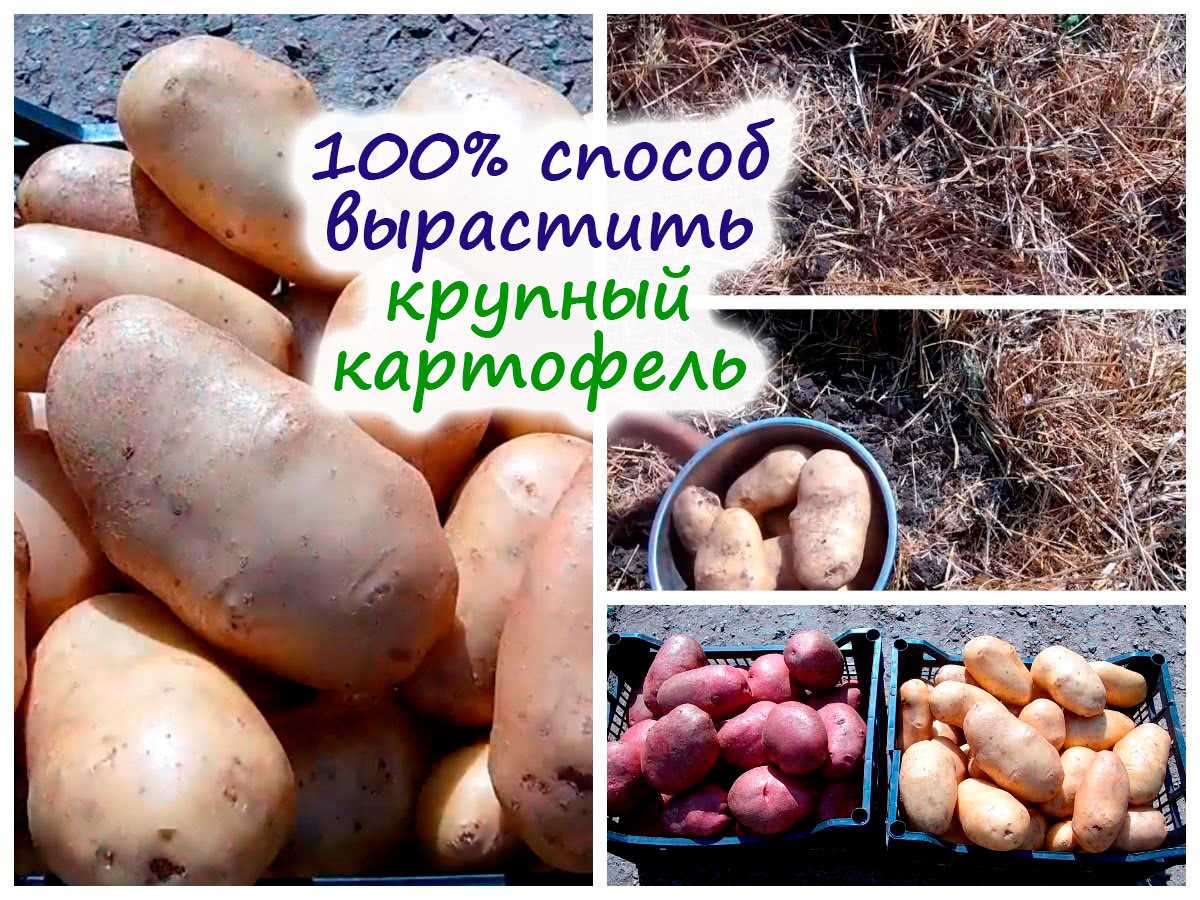 Подготовка почвы для выращивания суперэлитного картофеля