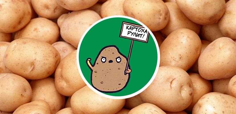 Сколько можно собрать суперэлитного картофеля с одной грядки?