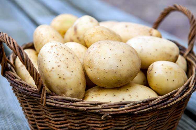 Полезные советы по борьбе с вредителями у суперэлитного картофеля