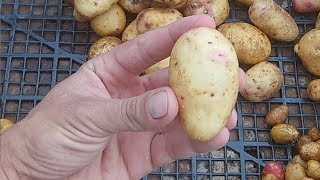 Секреты успешного формирования кустов суперэлитного картофеля