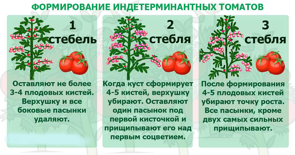 Увеличение урожайности томатов