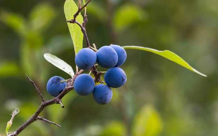 3. Тёрн блестящий (Prunus lucida)