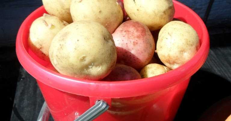 Правильная техника посадки картофеля