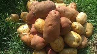 Технология выращивания крупного картофеля – получаем 15-литровое ведро с каждого куста