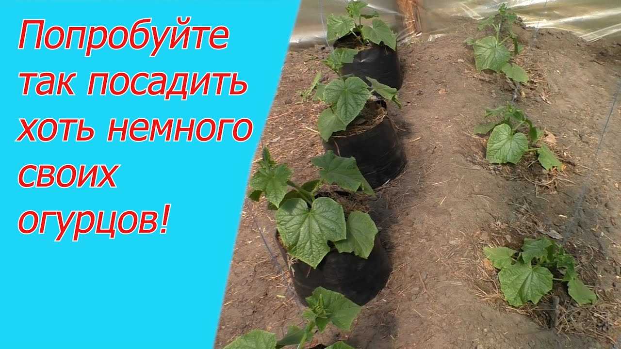 4. Регулярный полив и увлажнение почвы