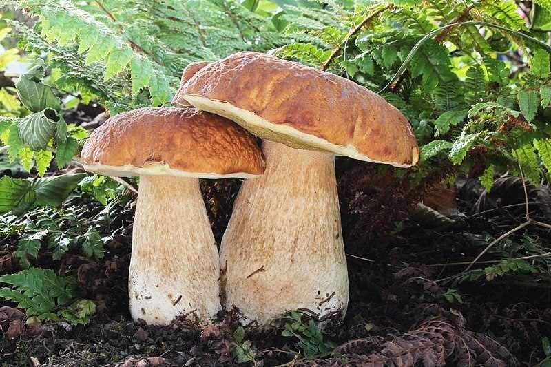 Увлекательные факты о грибах
