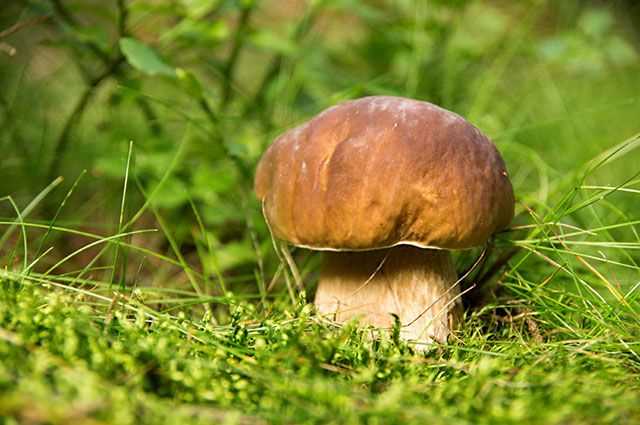 Тихая охота летом – где искать грибы, когда прошли дожди?