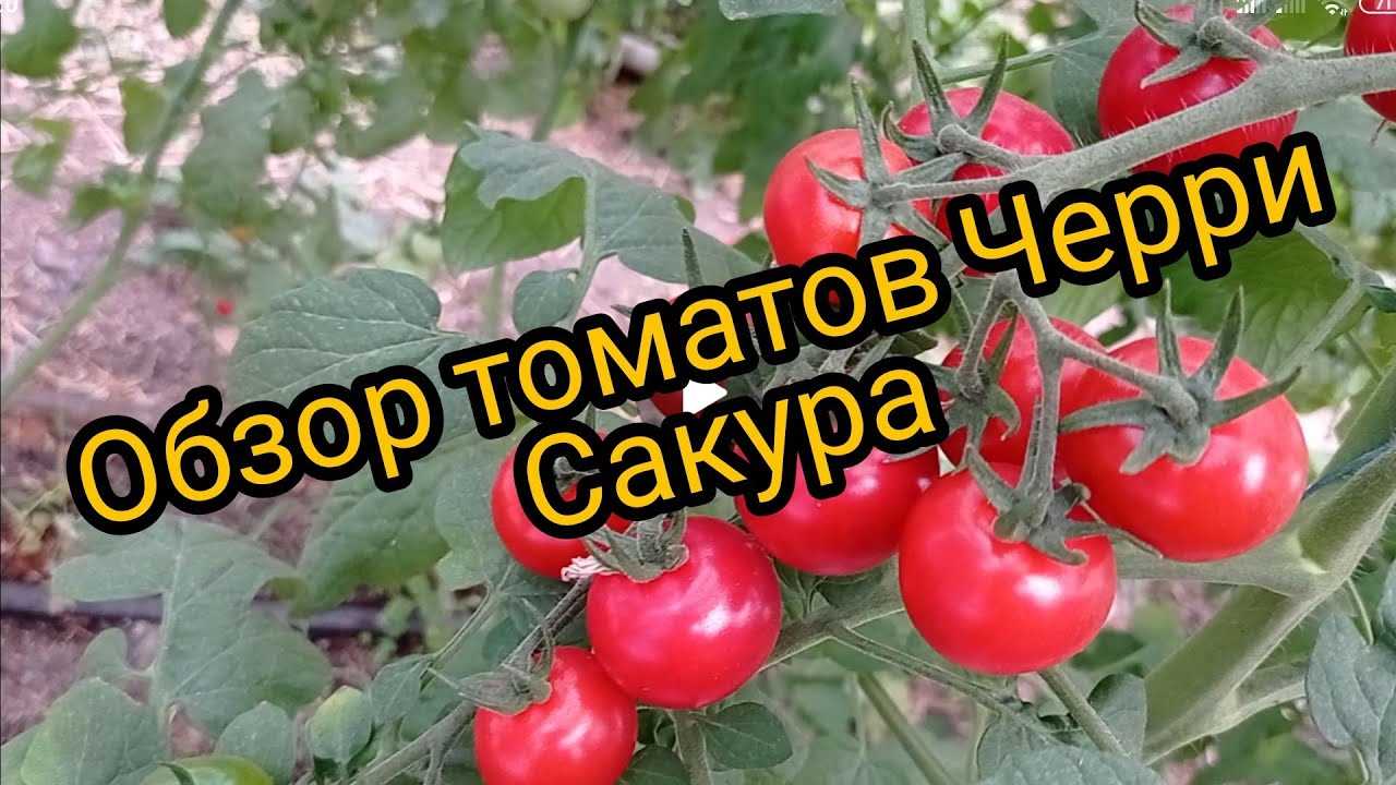 Сбор и хранение урожая