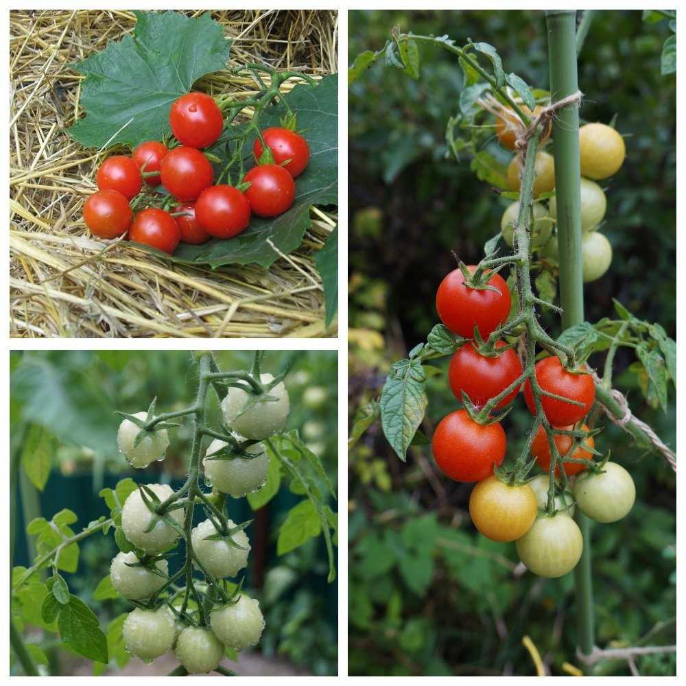 Особенности посадки черри-томатов в открытый грунт