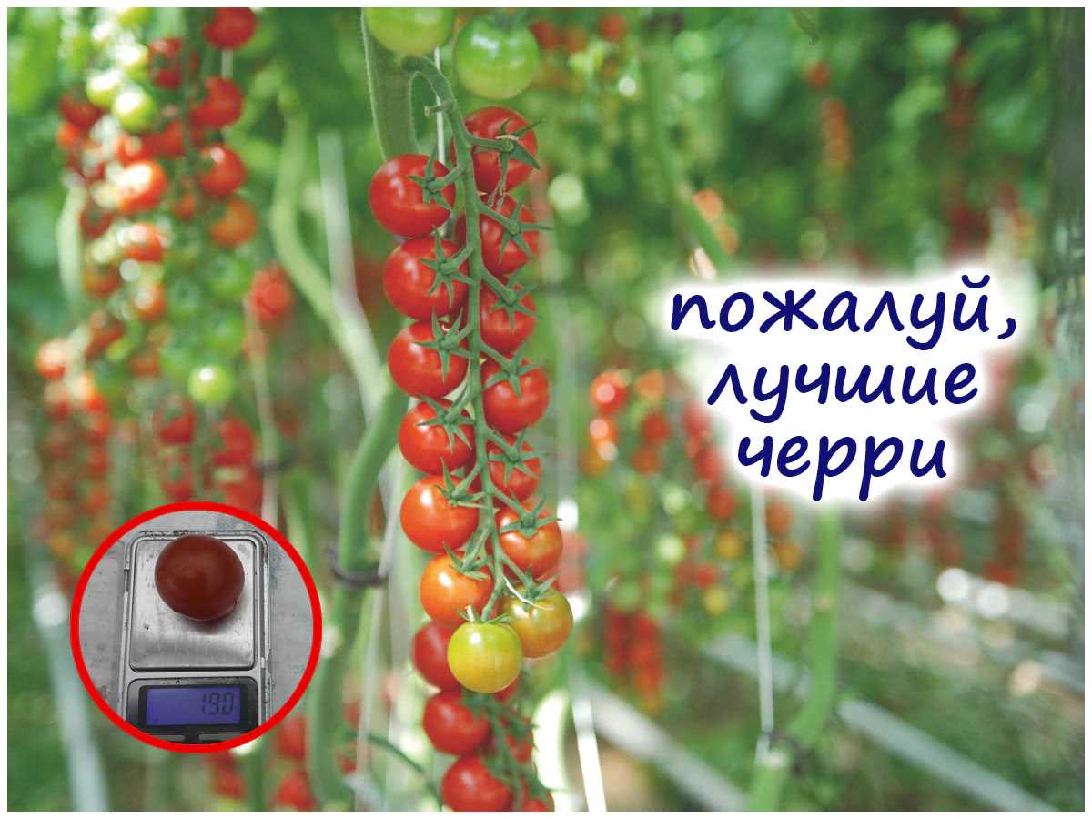 Выращивание черри-томатов в горшках