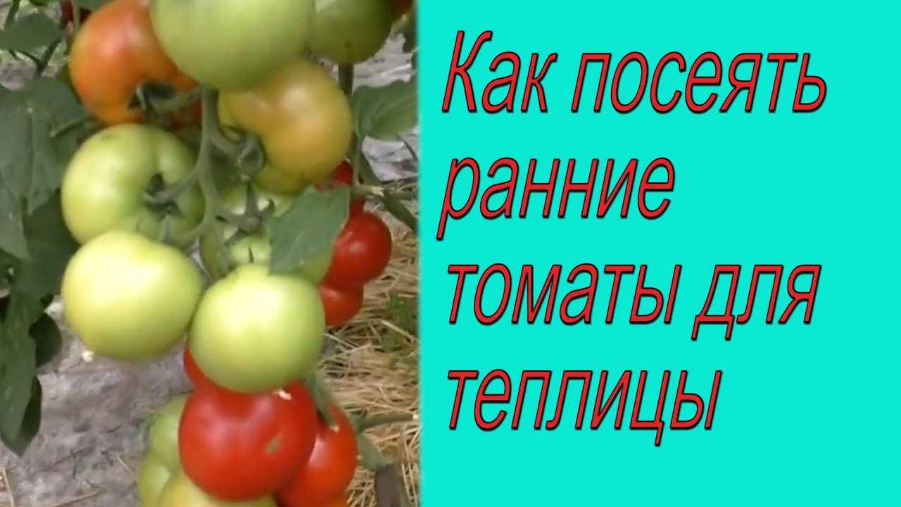 Раннеспелые черри-томаты для регионов с коротким летом