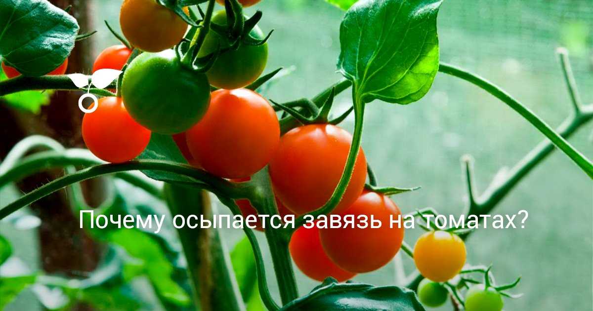 Удаление постоянно созревающих плодов