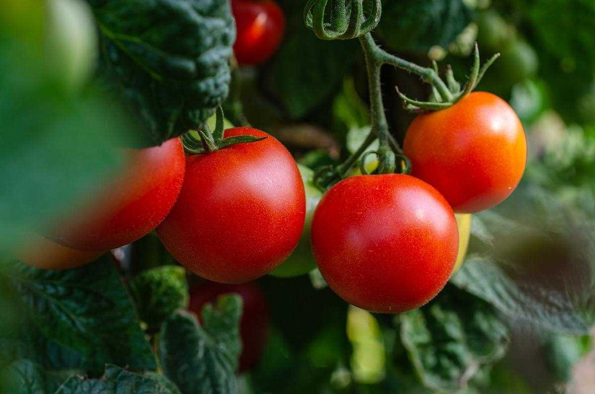 Основные принципы ухода за томатами