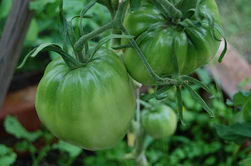 Различные способы формирования куста томата