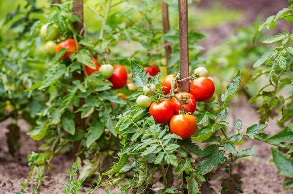 Подкормка томатов для роста и урожая