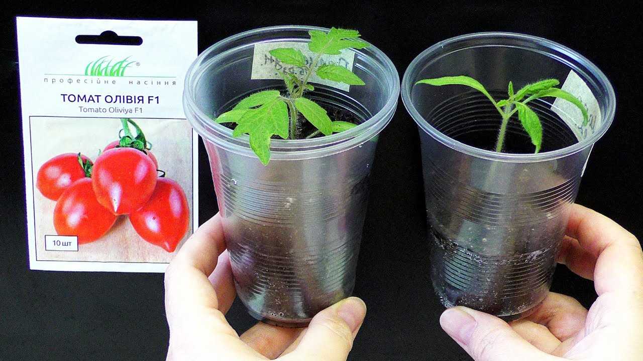 Сроки посева томатов