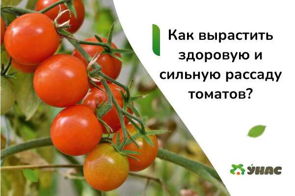 Как проводится пикировка томатных рассад?