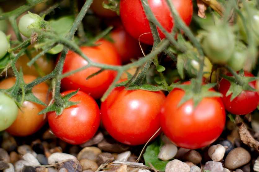 Когда и как проводить пикировку томатных рассад?