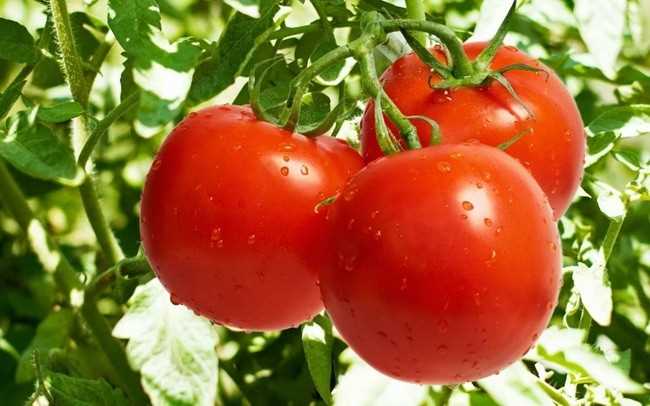 Выращивание томатов без пикировки: растения будут слабыми